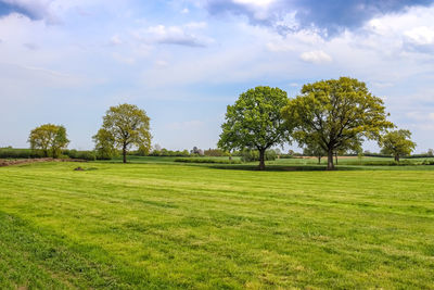 Trees on field against sky