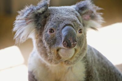 Close-up portrait of koala in zoo