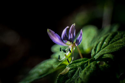 Close-up of purple flowering plant