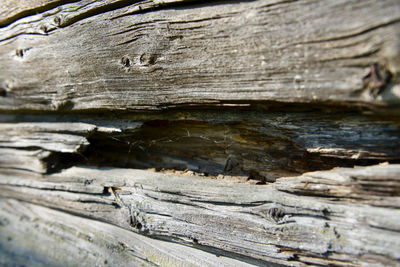 Close-up of tree trunk