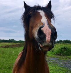 Close-up of horse on field against sky