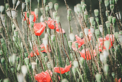 Close-up of red flowering plants