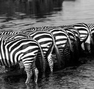 Zebra standing in water