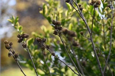 Close-up of flowering plant