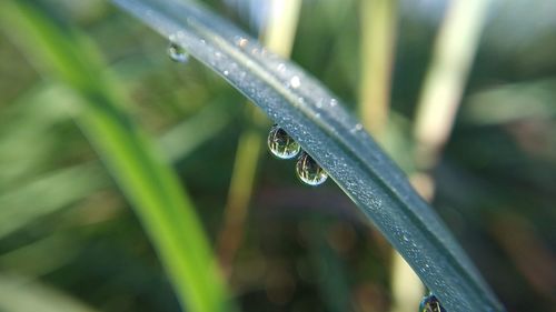 Close-up of water drops on blade of grass
