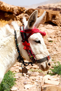 Close-up of a horse on field