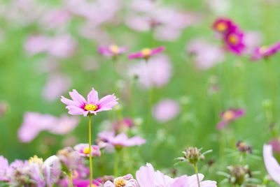 Close-up of pink flowering plants on field