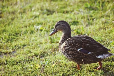 Close-up of a duck on field