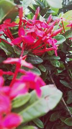 Close-up of pink flowers