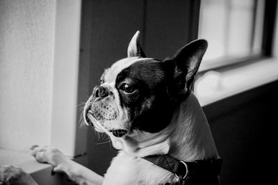 Close-up of a dog looking away 