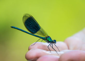 Close-up of insect on hand