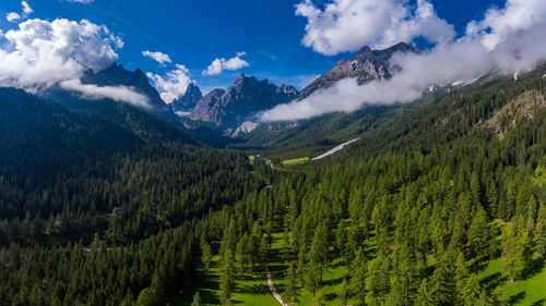 Scenic view of pine trees and mountains against sky