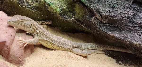 High angle view of lizard on rock in zoo