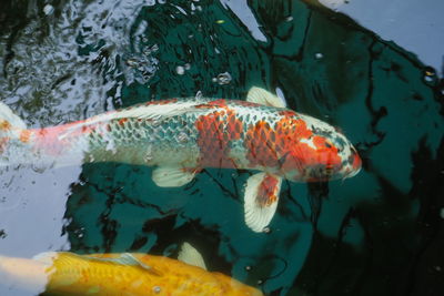 Close-up of koi swimming