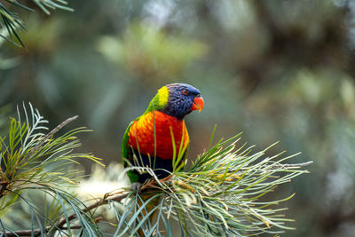 Close-up of bird perching on tree