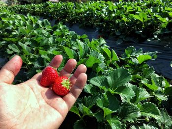 Cropped image of hand holding strawberries