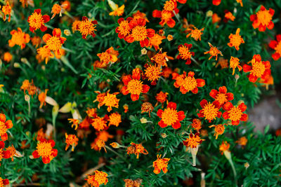 High angle view of orange flowers