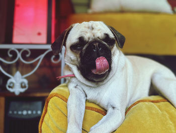 Portrait of a dog yawning  