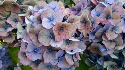 Full frame shot of flowers