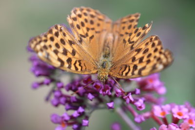 Close-up of butterfly pollinating on purple flower