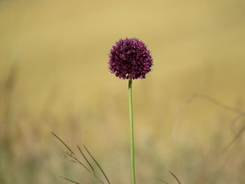 Close-up of flowering plant on field