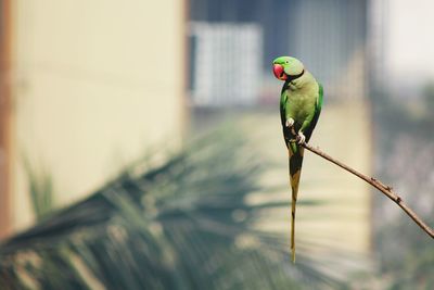 Close-up of parrot perching on branch