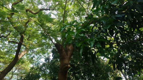 Low angle view of trees in forest