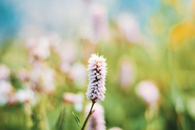 Close-up of dandelion flower on field