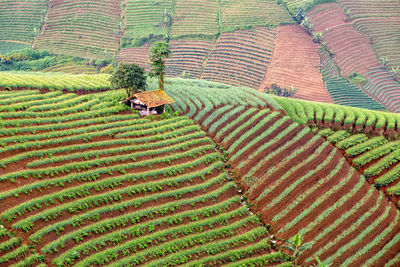 High angle view of corn field