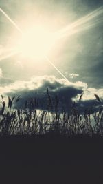 Silhouette plants on field against sky during sunset