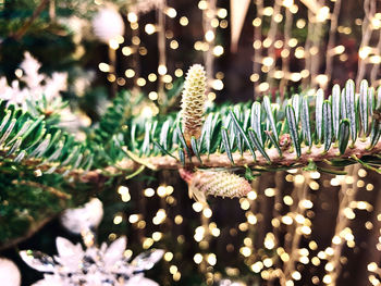 Close-up of christmas tree