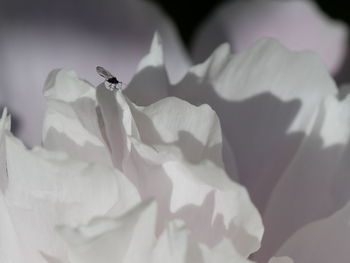 Close-up of insect on white flowering plant