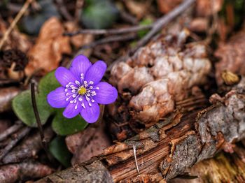 Close-up of purple flowering plant