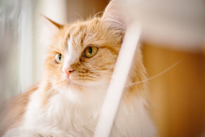 Close-up portrait of cat at home