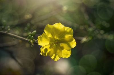 Close-up of yellow flowering plant