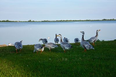 Flock of birds on grassy field