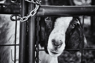 Portrait of horse in pen