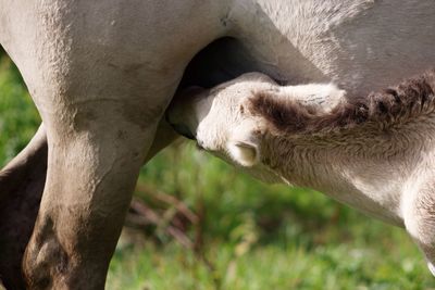 Close-up of horse nursing foal