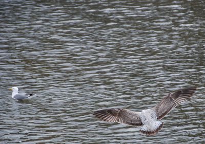Seagulls flying over lake