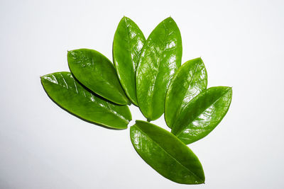 Close-up of wet plant against white background