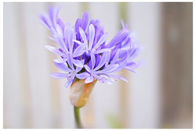 Close-up of purple flowers blooming outdoors