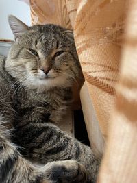 Close-up of cat sleeping