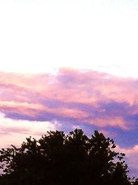 Low angle view of trees against sky