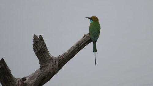 Low angle view of bird perching on a tree