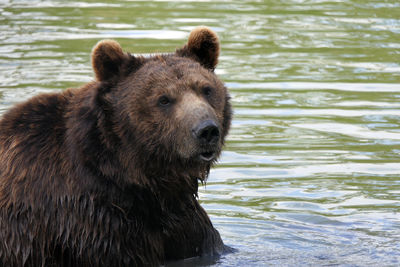 Portrait of an animal in river