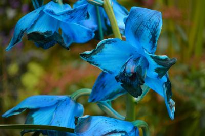 Close-up of plant against blue sky