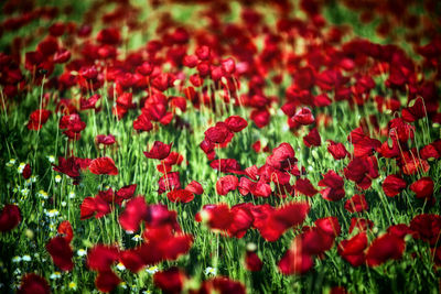 Close-up of red flowering plants on field