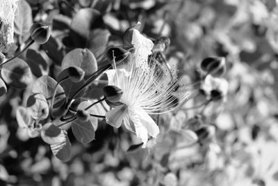 Close-up of flowers blooming outdoors