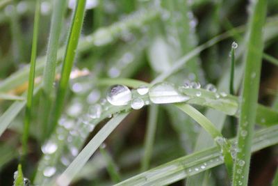 Close-up of water drops on blade of grass