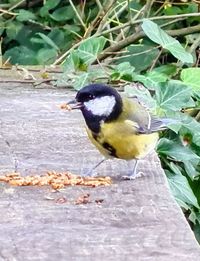 Close-up of bird perching on plant